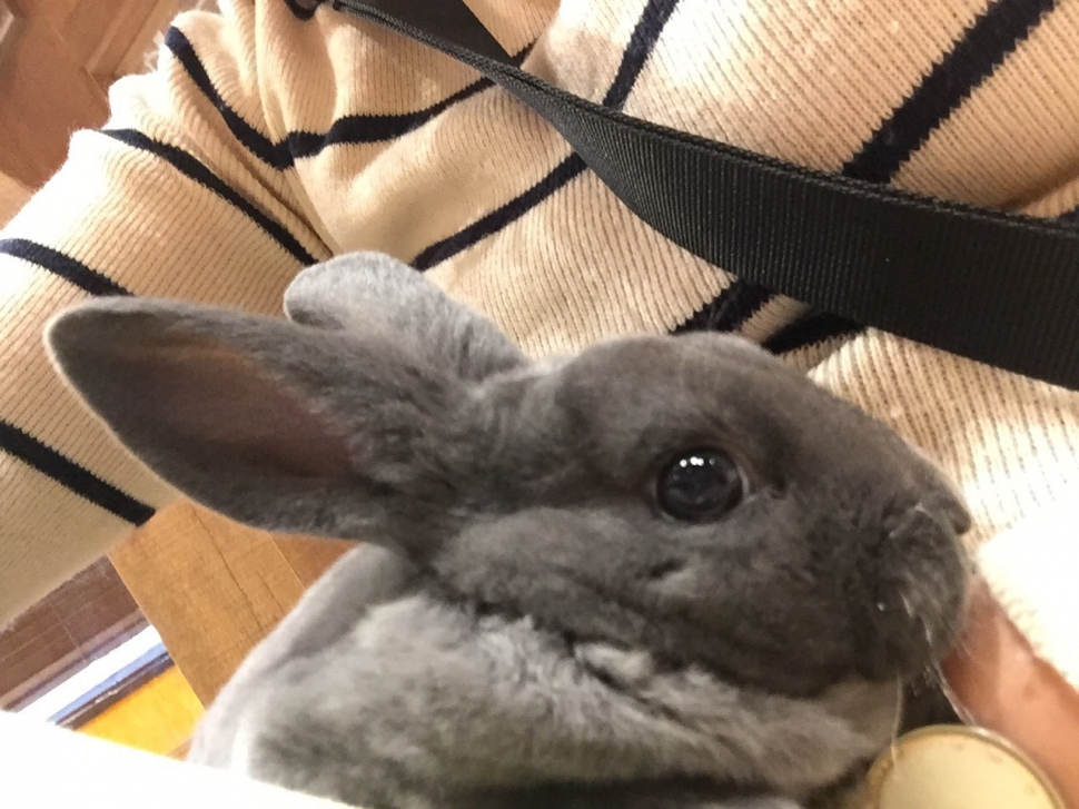 動物カフェデビュー